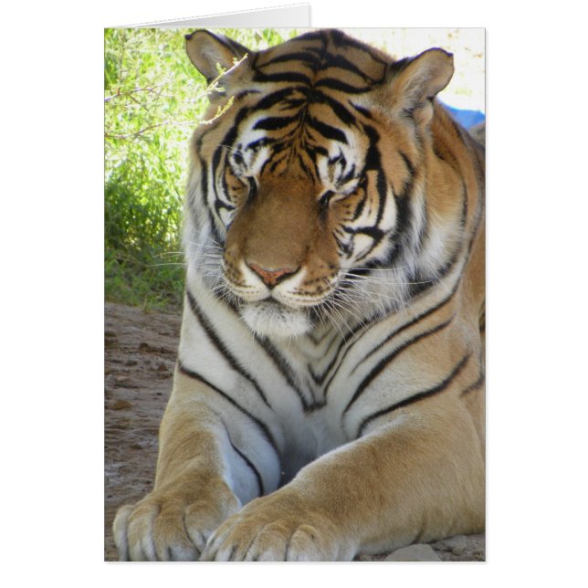 Sleeping tiger card (v) (Front)