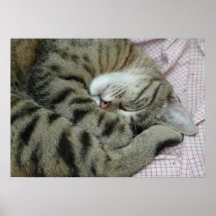 Sleeping Tiger-Cat Poster