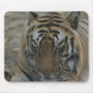 Sleeping Tiger Mouse Mat