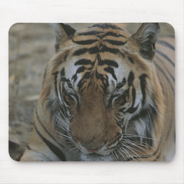 Sleeping Tiger Mouse Mat (Front)