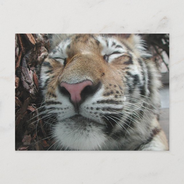 Sleeping Tiger Postcard (Front)