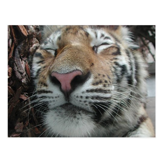 Sleeping Tiger Postcard