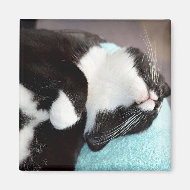 sleeping tuxedo cat chin view kitty image magnet (Front)