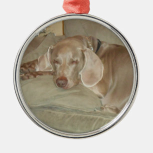 sleeping weimaraner puppy christmas ornament
