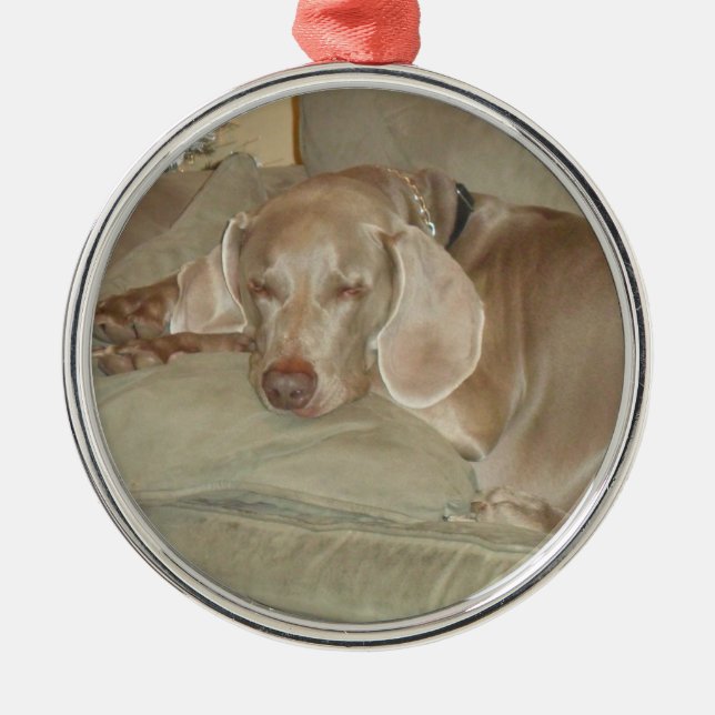 sleeping weimaraner puppy christmas ornament (Front)