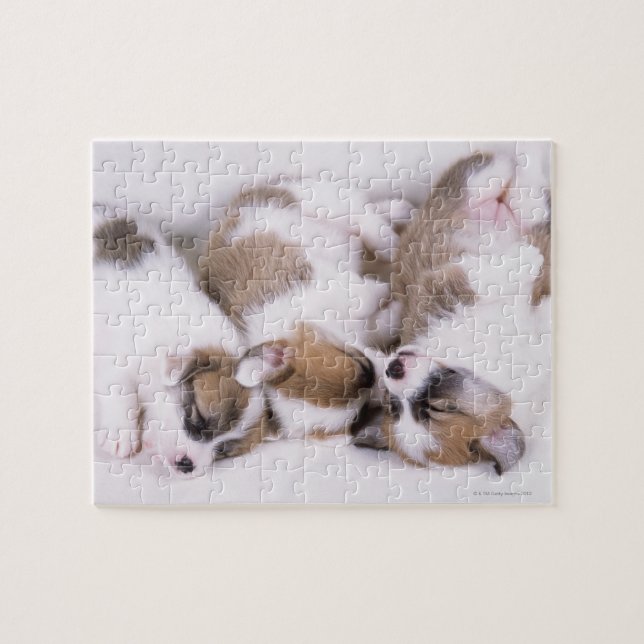 Sleeping welsh corgi puppies jigsaw puzzle (Horizontal)