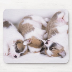 Sleeping welsh corgi puppies mouse mat