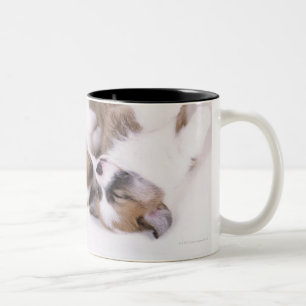Sleeping welsh corgi puppies Two-Tone coffee mug