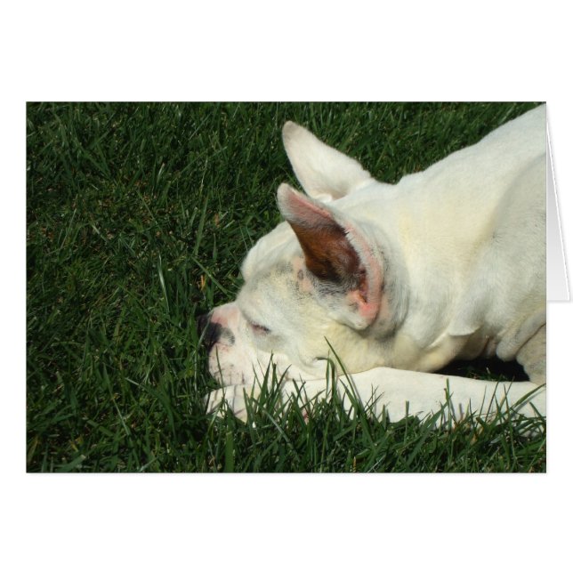 Sleeping white boxer (Front Horizontal)