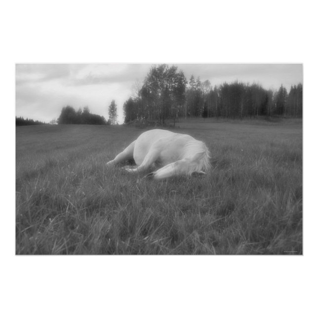 Sleeping White Horse Ranch Field Equine B&W Photo Poster (Front)