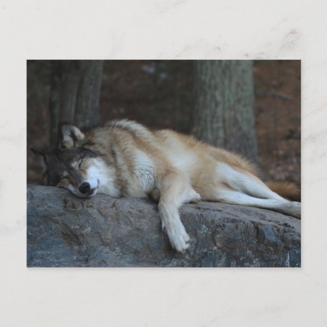 Sleeping Wolf of Northern Minnesota Postcard (Front)