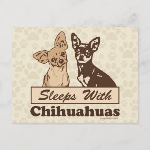 Sleeps With Chihuahuas Postcard