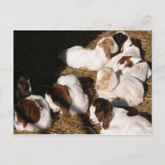 Sleepy Baby Goats Postcard