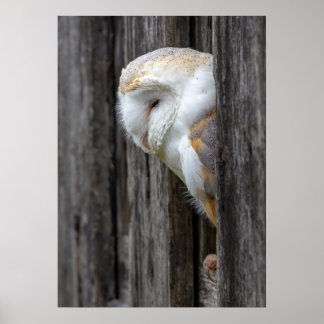 Sleepy Barn Owl Poster