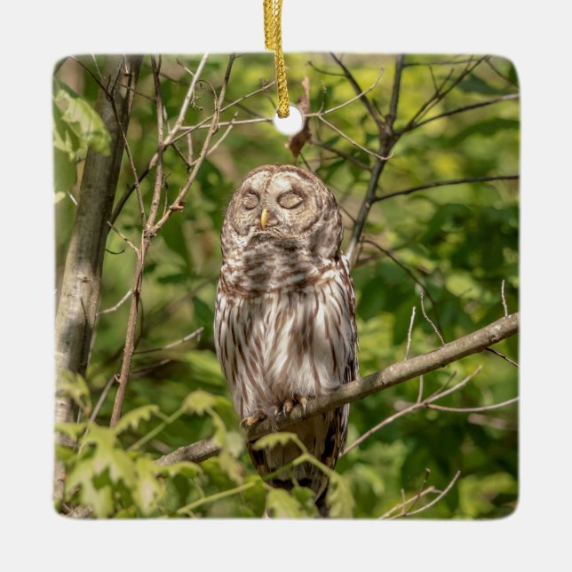 Sleepy Barred Owl Ceramic Tree Decoration (Front)