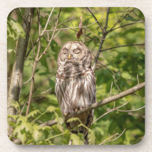 Sleepy Barred Owl Coaster