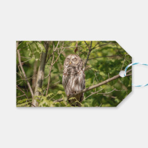 Sleepy Barred Owl Gift Tags