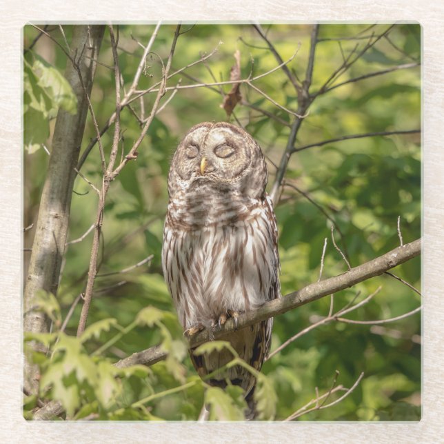 Sleepy Barred Owl Glass Coaster (Front)