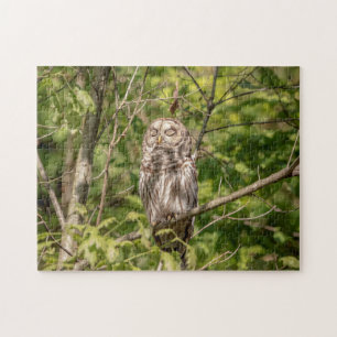 Sleepy Barred Owl Jigsaw Puzzle