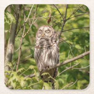 Sleepy Barred Owl Square Paper Coaster