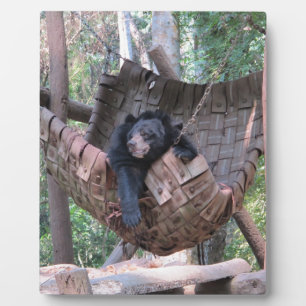 Sleepy Bear Hammock Park Forest Trail Camping Art Plaque