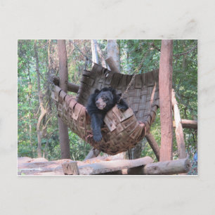 Sleepy Bear Hammock  Park Forest Trail Camping Art Postcard