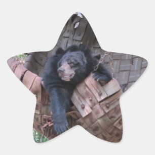 Sleepy Bear Hammock Park Forest Trail Camping Art Star Sticker