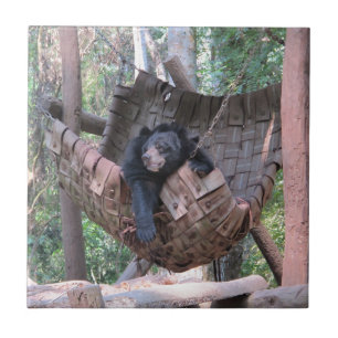 Sleepy Bear Hammock  Park Forest Trail Camping Art Tile