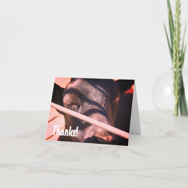 Sleepy Bull Farm Animal Nature Thank You Card (Front)