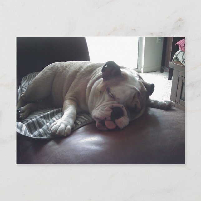 Sleepy bulldog postcard (Front)