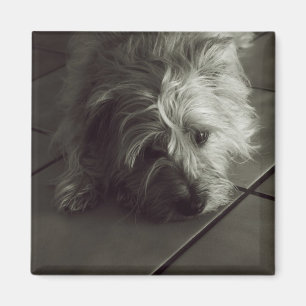 Sleepy cairn terrier magnet