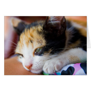 Sleepy Calico Kitten