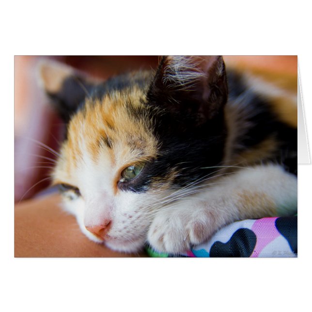 Sleepy Calico Kitten (Front Horizontal)