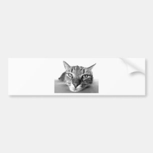 Sleepy Cat Bumper Sticker