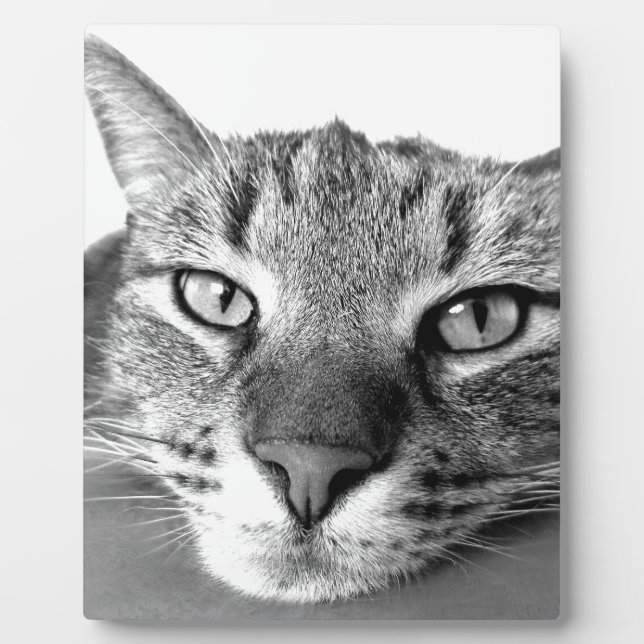 Sleepy Cat Plaque (Front)