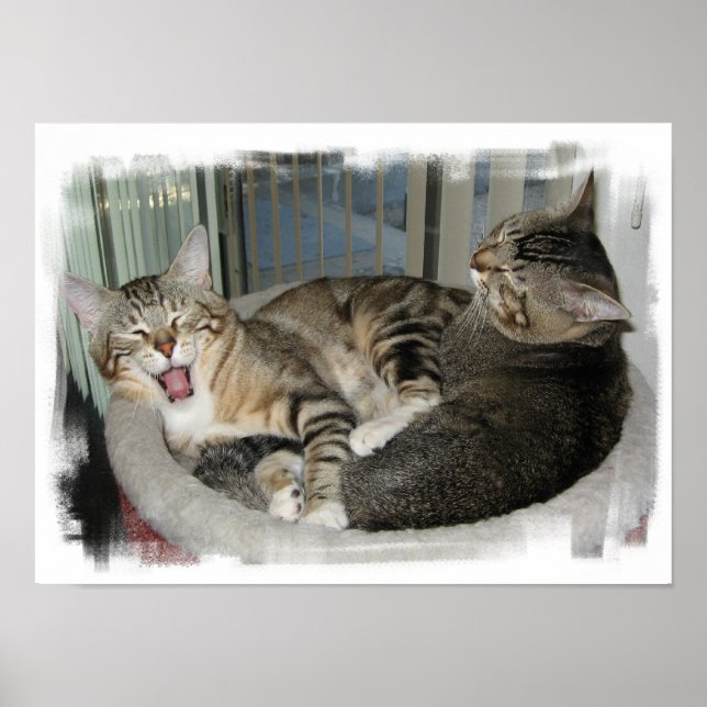Sleepy Cats Poster (Front)