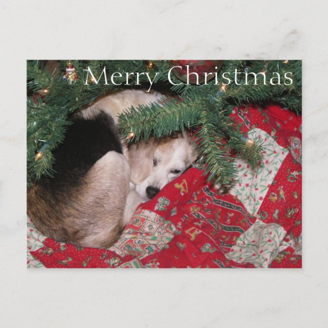 Sleepy Christmas Beagle Holiday Postcard (Front)