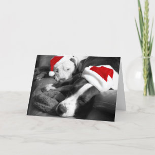 sleepy christmas pitbull puppies adorable santa holiday card
