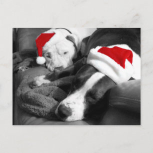 sleepy christmas pitbull puppies adorable santa holiday postcard