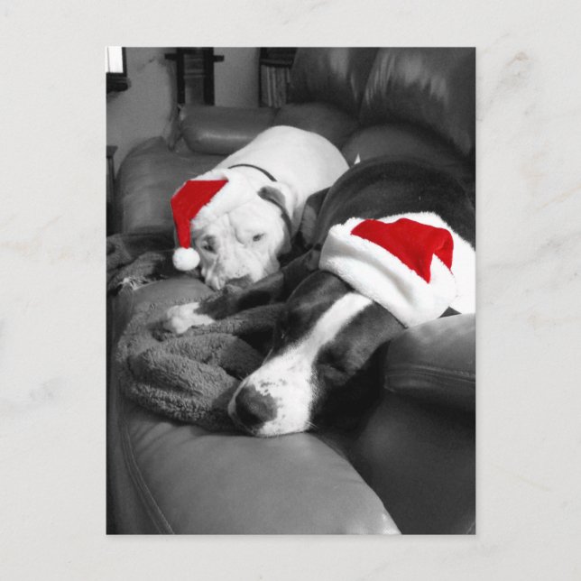 sleepy christmas pitbull puppies adorable santa holiday postcard (Front)