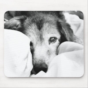 sleepy cuddle dog on bed black white grey mouse mat