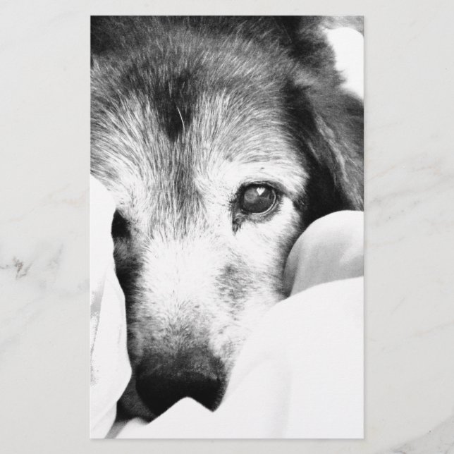 sleepy cuddle dog on bed black white stationery (Front)