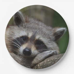 Sleepy Cute Raccoon Paper Plate