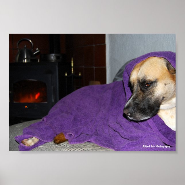 Sleepy Dog by Fireplace Poster (Front)
