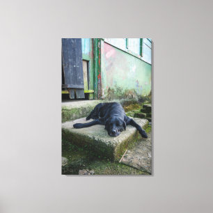 Sleepy Dog Canvas Print