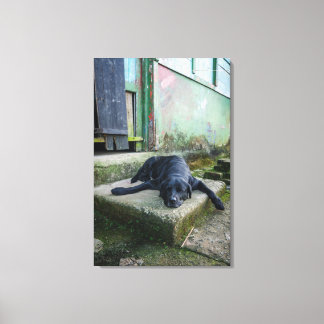 Sleepy Dog Canvas Print