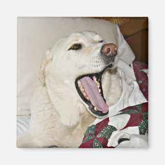 Sleepy dog magnet