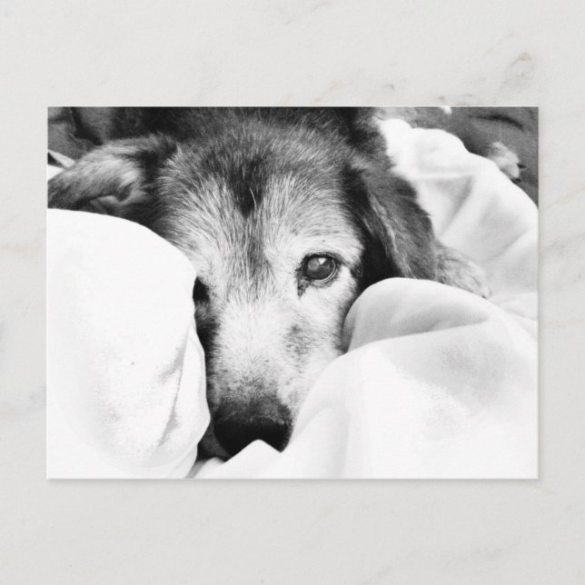 sleepy dog on bed cuddle black white postcard (Front)