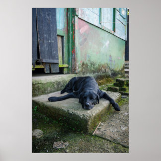 Sleepy Dog Poster