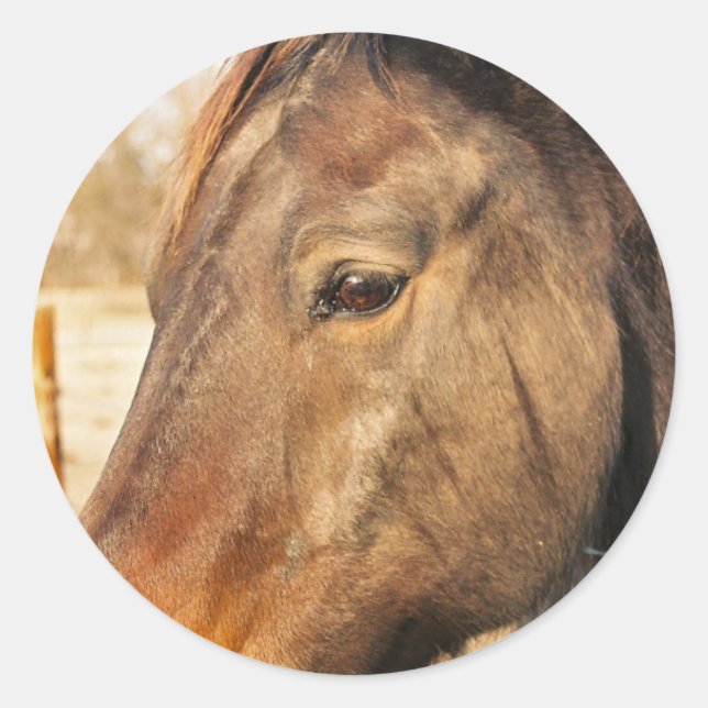 Sleepy Draught Horse Stickers (Front)